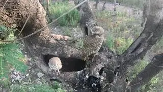 Spotted Owlet with his new Born Baby in Nest , Spotted owlet 4K video