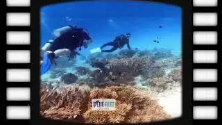 🌊 Unforgettable Moments with Blue Reef Dive Club 🌊