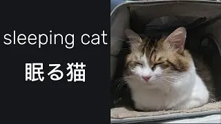 Sleeping Cat In Bed For One Hour  ベッドで眠る猫を1時間 #cat #ねこ  #貓