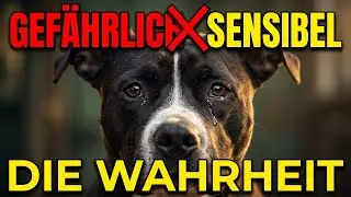 American Staffordshire Terrier &ndash; strongly built, sensitive at heart