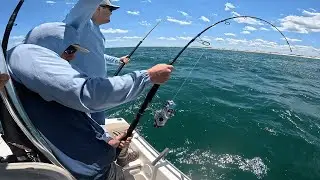 Cobia Fishing Outer Banks...  Cobia Catch and cook out of Oregon Inlet