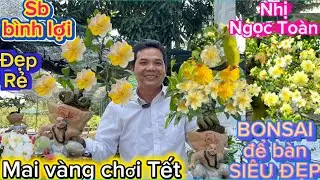 11-1-2026☎️0335 659 577📲A.Lượng🌼giao lưu Mai vàng chơi Tết giá rẻ,báo mã số cuối clip 