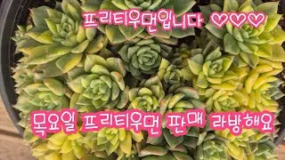 2026.01.22.381회 목요일 프리티우먼 판매 라방해요