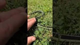 A Friendly Garter Snake