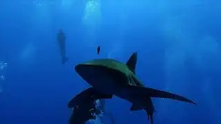 highlights on Blue Seas divingsafari 20240523