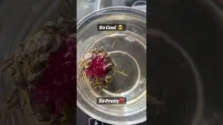Blooming tea is so Cool 😎