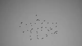 Swallow Evening Flock