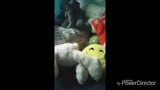 Top 3 water Botll flip helenge