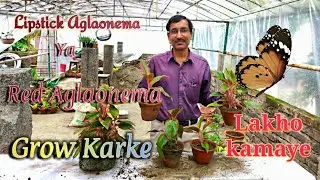 Lipstick Aglaonema ya Red Aglaonema Grow Karke Ghar Bethe Lakhon Kamaye.