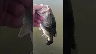 #ohio #westharbor #bass #blackspots