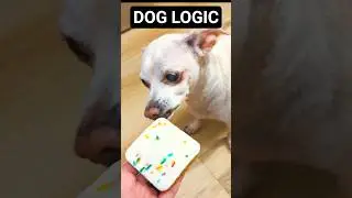 Trading my Chihuahua a Puppy Cake 🍰 #funnydogs #chihuahua #shorts