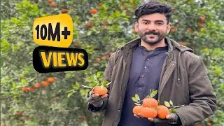 Sargodha ki sogat, mithy malton k bagaat// the most famous, juicy, delicious orange from Sargodha