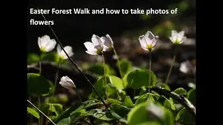 Easter Forest Walk and how to take photos of flowers