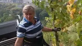 vendanges rangen