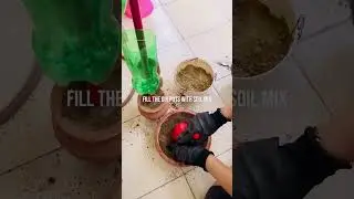 DIY planter for money plant cuttings.                                           #recycle#reuse#DIY