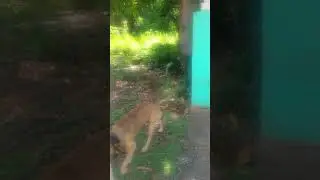 #doglovers this #searchdog in #Jamaica