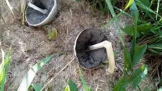 Panaeolus antillarum