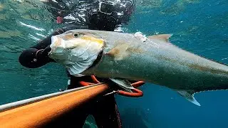 Seriole dans 3m d'eau - Chasse sous marine 2025 sur la C&ocirc;te d'Azur