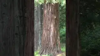 🌳 Дерево &laquo;Обезьяний пазл&raquo; в Вашингтон-парке, Портленд, Орегон ✨