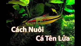 C&aacute; t&ecirc;n lửa - C&aacute; hồng mi ấn độ đẹp - C&aacute;ch nu&ocirc;i c&aacute; t&ecirc;n lửa mau lớn l&ecirc;n m&agrave;u đẹp