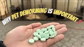 Why pet deworming is important ? | How to Deworm your pet | German Shepherd | GSD | Black GSD | Pet 