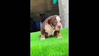 full healty. american bully  .import line😬