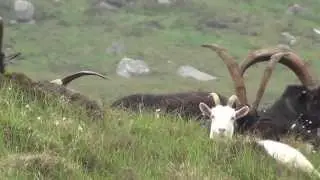 Bilberry Goat (Capra aegagrus hircus)
