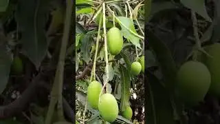 #Gardenvibe #originalvideo #originalvoice #mangoseason#8may2025 #indiannature #as_entertainment_27