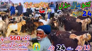 24 December 2025 punjab ki badi katto Mall Mandi pakistan subh ka rate 13 hzar se پنجاب کی بڑی منڈی 