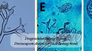Pengendalian Embun Tepung oleh Peronospora destructor pada Bawang Merah - part 3