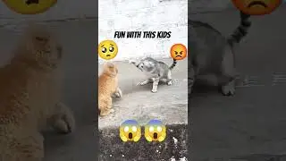 Contrasting Emotions: Innocent and Angry Cats #cat #animals #adorable 🐾❤️🐈