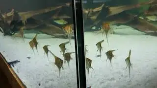 Potamotrygon Scobina mit Rotr&uuml;cken Scalare im 3000 Liter Tank