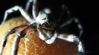 Wolf Spider grooming.