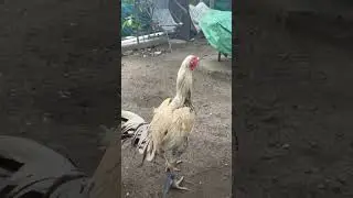 #topline yadav farms #youtubeshorts #subscribe #nature #rooster #reels #trending #shorts #short 👍🙏