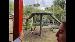 San Diego Zoo Bus Tour 2026 @SanDiegoZoo 