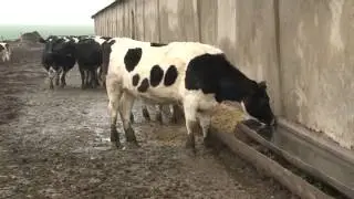 Болезнь Шмаленберга