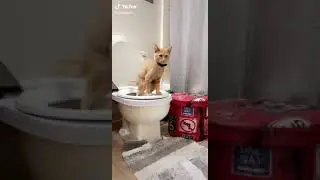 wow cat know use toilet 😘😘😘