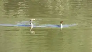 Synchronized Diving by double-crested cormorants