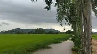 Beautiful Views at Rice Field, Takeo Province, Cambodia #YangDara