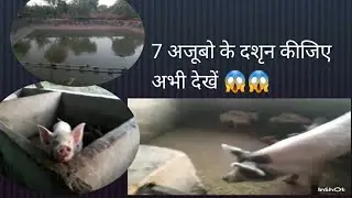 Hariyajun army 😯😱 kuchaman me pig farm house #viral #trending #youtube #blog