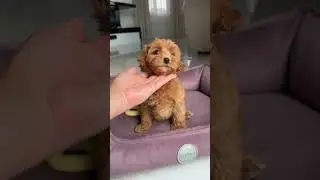 🐶Той пуделя та Мальтіпу найвищої якості #puppy #maltipoo #cutepuppy #poodle #toypoodle #pets