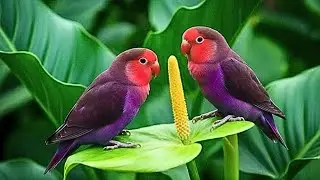 Calming Nature Sounds | Forest Birds & Soft Ambient Music for Concentration