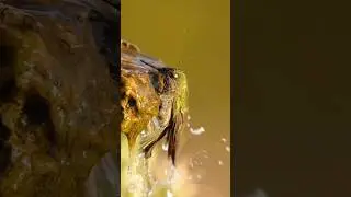 Hummingbirds | Animals | Wildlife | documentary wildlife