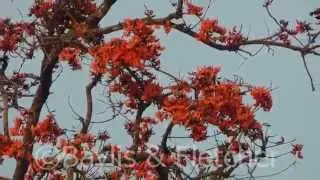 Flame of the Forest tree, Cambodia. 20150211_165113.m2ts