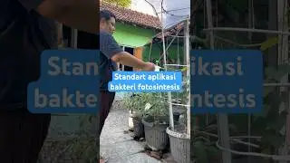 Standart aplikasi bakteri fotosintesis. #psb #bakterifotosintesis #photosinteticbacteria
