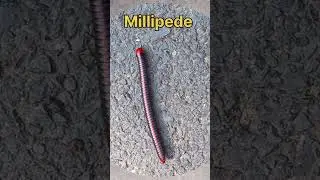 Millipede vs Centipede।😯👌 #shorts #millipede #Centipede