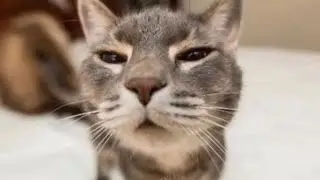My cats singing tidal wave while my other cat is sleeping