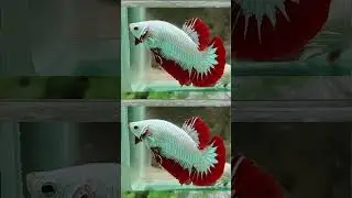 The WORST fish, the Betta splendens #aquarium #science #animals #nature #fish