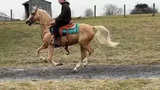 Coachmans Halo: Lot 8 - 2023 Mid-Atlantic Morgan Horse Sale