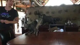 Cat training - positive reinforcement for cats